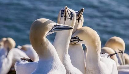 三端互通传奇SF的兴起背景