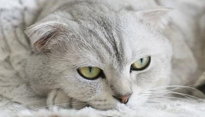 传奇3sf发布网站