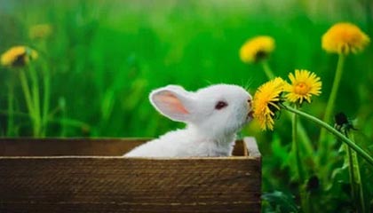 传奇3手游排行榜第一名